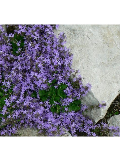 Dalmát harangvirág / CAMPANULA portenschlagiana 'Blue Magic'(R)