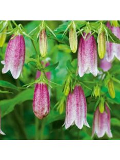 Pettyegetett harangvirág / CAMPANULA punctata f. rubriflora