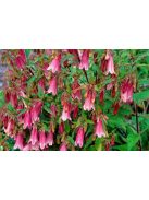 Pettyegetett harangvirág / CAMPANULA punctata f. rubriflora