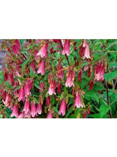 Pettyegetett harangvirág / CAMPANULA punctata f. rubriflora