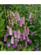 Pettyegetett harangvirág / CAMPANULA punctata f. rubriflora
