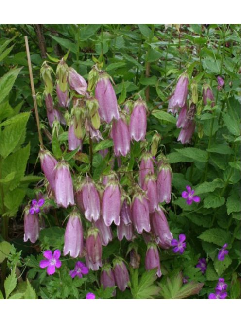 Pettyegetett harangvirág / CAMPANULA punctata f. rubriflora