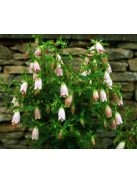 Pettyegetett harangvirág / CAMPANULA punctata f. rubriflora