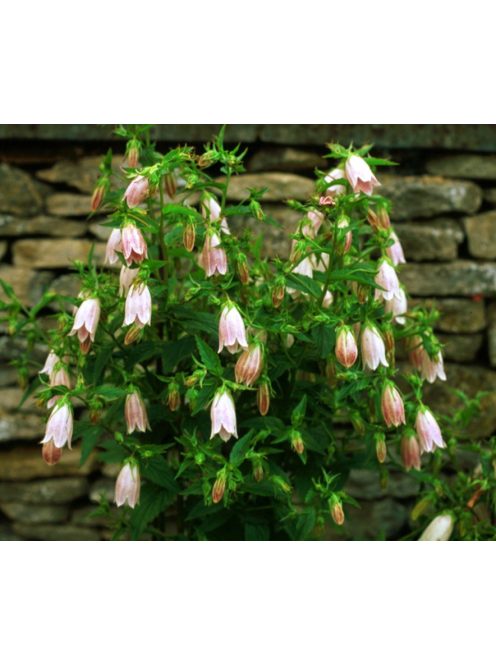 Pettyegetett harangvirág / CAMPANULA punctata f. rubriflora
