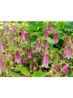 Koreai harangvirág / CAMPANULA takesimana