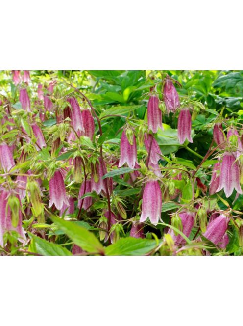 Koreai harangvirág / CAMPANULA takesimana