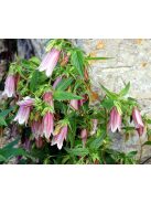 Koreai harangvirág / CAMPANULA takesimana