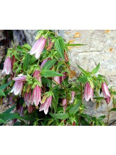 Koreai harangvirág / CAMPANULA takesimana