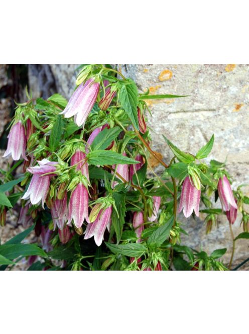 Koreai harangvirág / CAMPANULA takesimana