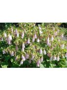 Koreai harangvirág / CAMPANULA takesimana