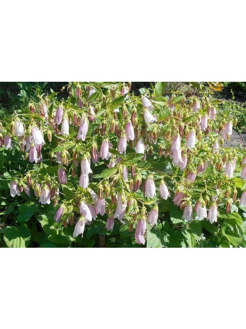 Koreai harangvirág / CAMPANULA takesimana