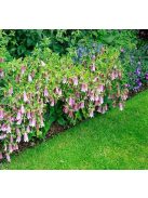 Koreai harangvirág / CAMPANULA takesimana