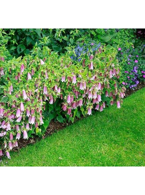 Koreai harangvirág / CAMPANULA takesimana