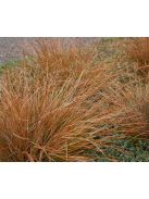 Bőrlevelű sás / CAREX buchananii