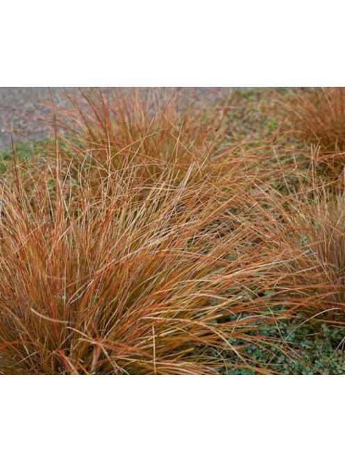 Bőrlevelű sás / CAREX buchananii
