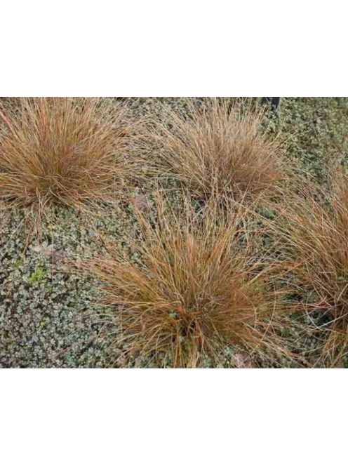 Bőrlevelű sás / CAREX buchananii