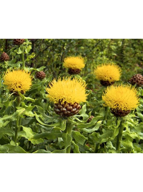 Nagyfészkű imola / CENTAUREA macrocephala