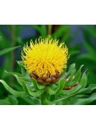 Nagyfészkű imola / CENTAUREA macrocephala