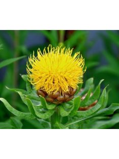 Nagyfészkű imola / CENTAUREA macrocephala