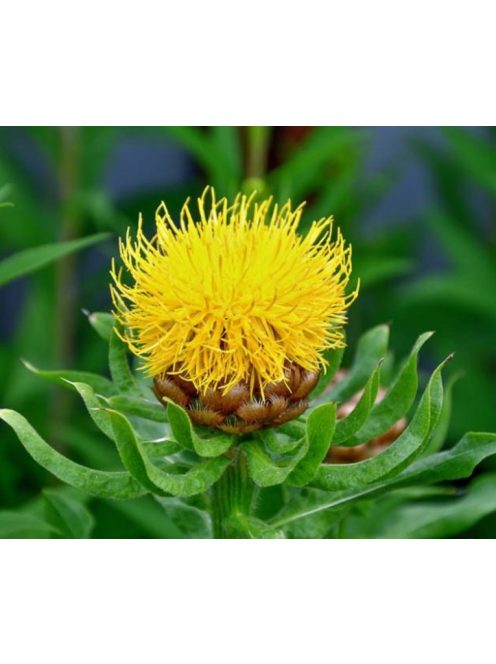 Nagyfészkű imola / CENTAUREA macrocephala