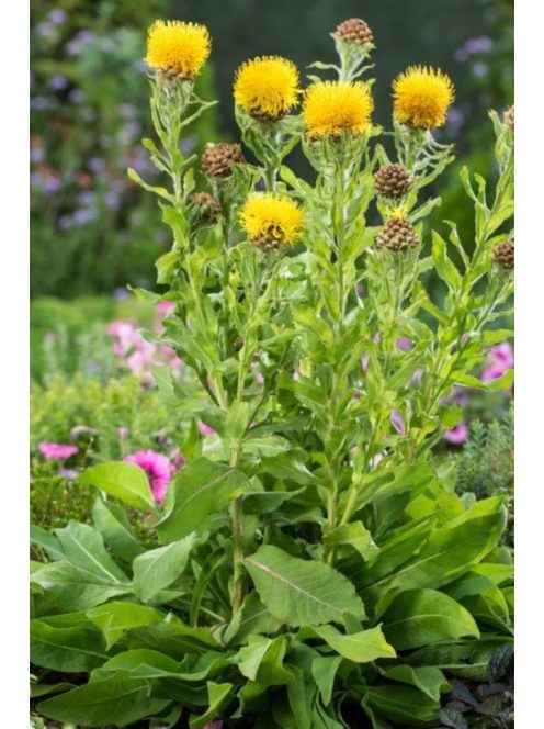 Nagyfészkű imola / CENTAUREA macrocephala
