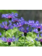 Hegyi imola / CENTAUREA montana