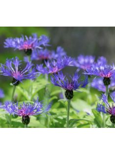 Hegyi imola / CENTAUREA montana