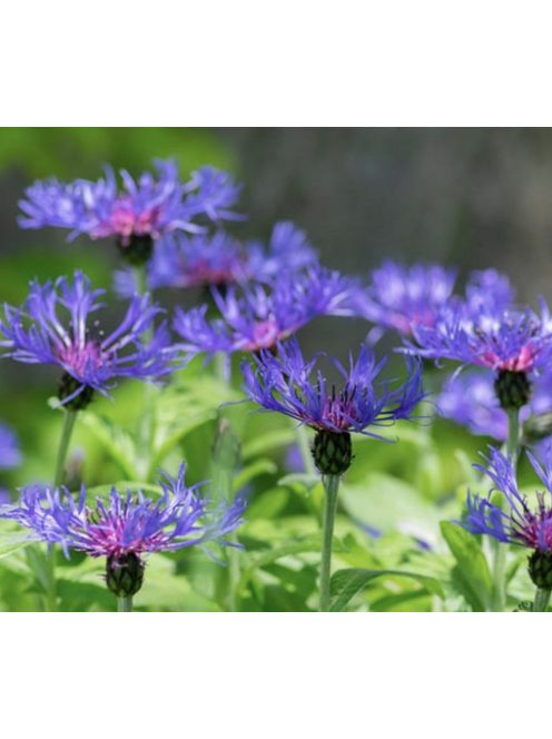 Hegyi imola / CENTAUREA montana