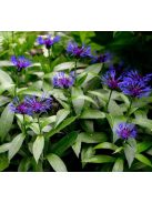 Hegyi imola / CENTAUREA montana