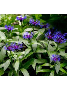 Hegyi imola / CENTAUREA montana