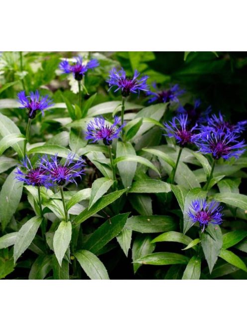 Hegyi imola / CENTAUREA montana
