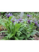 Hegyi imola / CENTAUREA montana