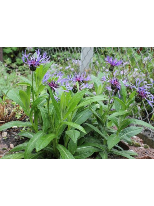 Hegyi imola / CENTAUREA montana