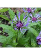Hegyi imola / CENTAUREA montana