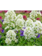 Piros sarkantyúvirág / CENTRANTHUS ruber 'Albus'