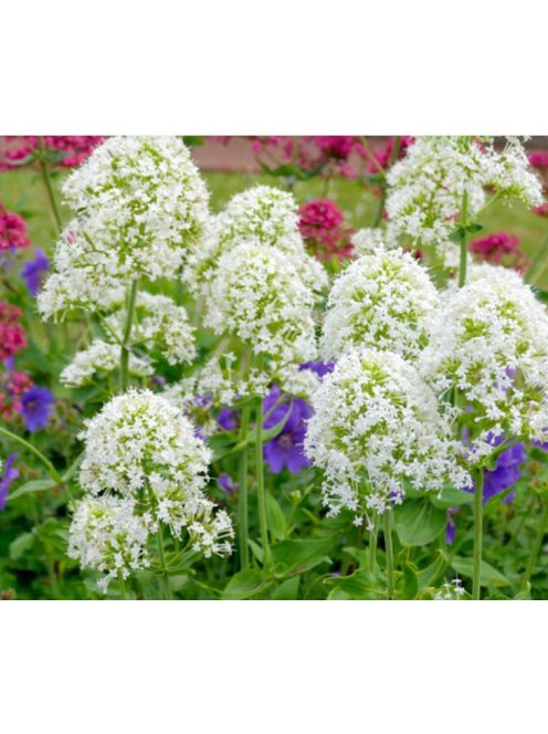 Piros sarkantyúvirág / CENTRANTHUS ruber 'Albus'