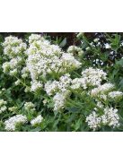 Piros sarkantyúvirág / CENTRANTHUS ruber 'Albus'