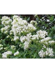 Piros sarkantyúvirág / CENTRANTHUS ruber 'Albus'