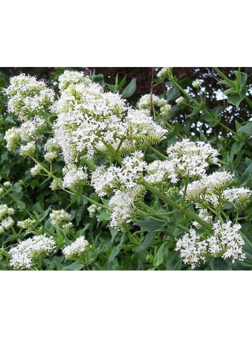 Piros sarkantyúvirág / CENTRANTHUS ruber 'Albus'