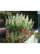 Piros sarkantyúvirág / CENTRANTHUS ruber 'Albus'