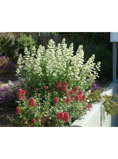 Piros sarkantyúvirág / CENTRANTHUS ruber 'Albus'