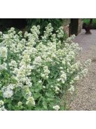 Piros sarkantyúvirág / CENTRANTHUS ruber 'Albus'
