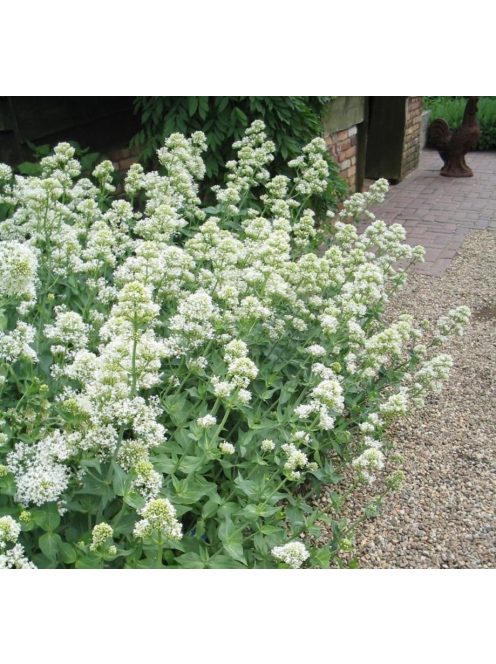 Piros sarkantyúvirág / CENTRANTHUS ruber 'Albus'