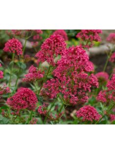 Piros sarkantyúvirág / CENTRANTHUS ruber var. coccineus