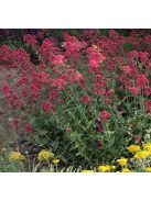 Piros sarkantyúvirág / CENTRANTHUS ruber var. coccineus