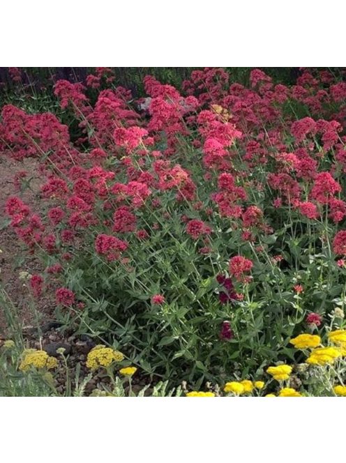 Piros sarkantyúvirág / CENTRANTHUS ruber var. coccineus