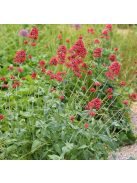 Piros sarkantyúvirág / CENTRANTHUS ruber var. coccineus