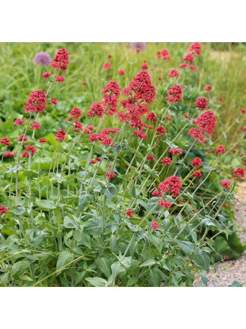 Piros sarkantyúvirág / CENTRANTHUS ruber var. coccineus