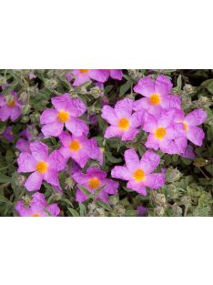 Bodorrózsa / CISTUS incanus ssp. tauricus