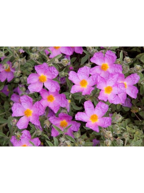 Bodorrózsa / CISTUS incanus ssp. tauricus